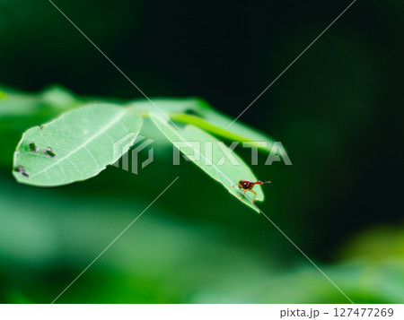 attelabidae Leaf-rolling Weevils on green leave. attelabidae Leaf-rolling Weevils on green leave. 127477269