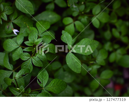 fresh green plants Natural green background with leaf and drops of water. fresh green plants Natural green background with leaf and drops of water. 127477319