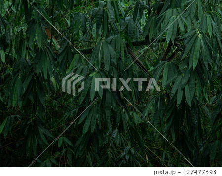 Fresh green giant bamboo leaves with rain drop nature background. Fresh green giant bamboo leaves with rain drop nature background. 127477393