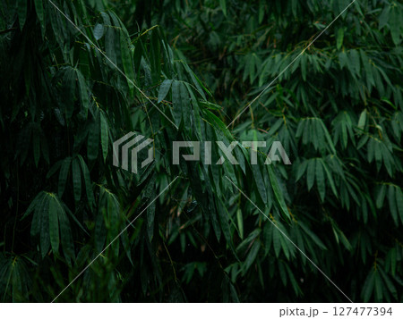 Fresh green giant bamboo leaves with rain drop nature background. Fresh green giant bamboo leaves with rain drop nature background. 127477394