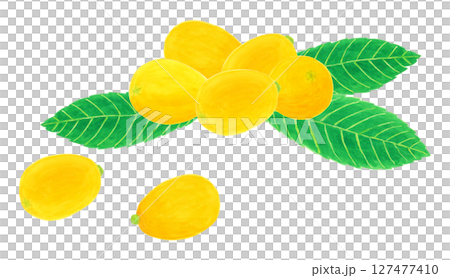 枇杷的水彩插圖 127477410