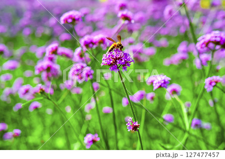 Honey bee collecting nectar from verbena bonariensis flower. 127477457