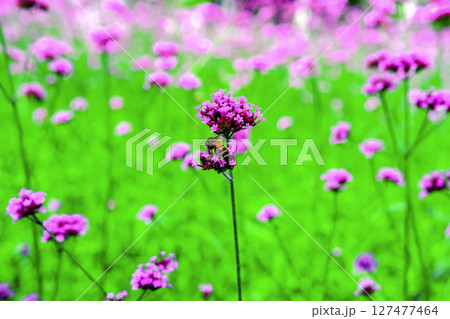 Honey bee collecting nectar from verbena bonariensis flower. 127477464