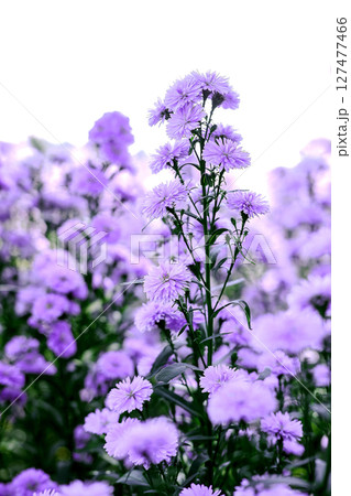 Purple marguerite daisy in a flower field background. 127477466