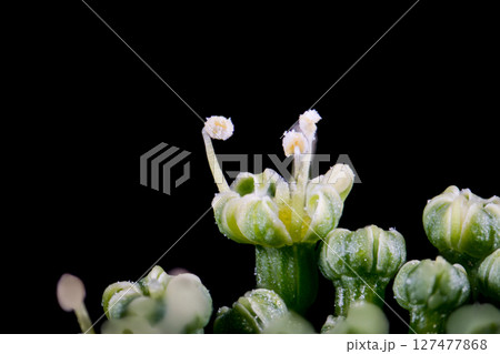 パセリの花 127477868