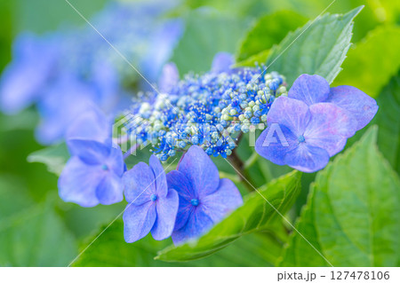 紫陽花 127478106