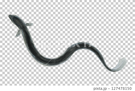 Watercolor eel illustration 127478150