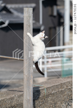 木に登って遊ぶ野良猫 木に登って遊ぶ野良猫 127478191