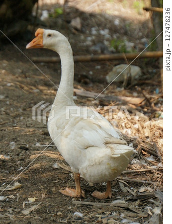 Beautiful Wild Goose in Natural Lighting 127478236