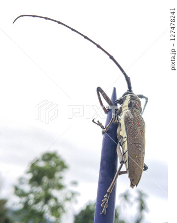 Brown Longhorn Beetle on Blue Spike Fence 127478241