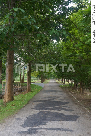 Serene pathway lined with trees in Thailand Serene pathway lined with trees in Thailand 127478313