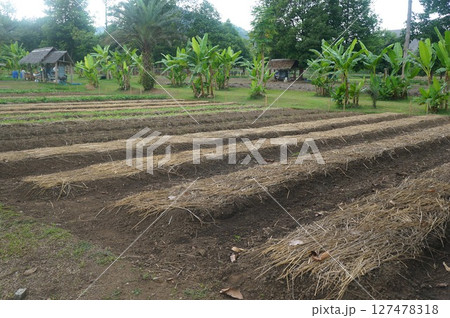 Rural farmland in Thailand featuring banana trees 127478318