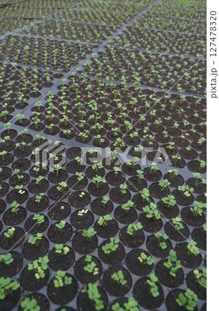 Seedlings thrive in fertile soil under tropical sun 127478320