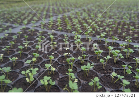 Seedlings thrive in rich soil, soaking up sunlight 127478321