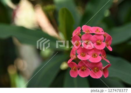 赤い花 127478377