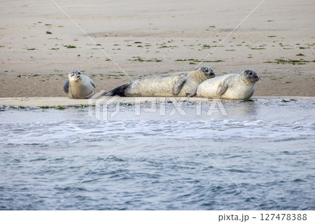 Seals are found Relaxing on the Sandy Shore in their Natural Habitat by the ocean waves Seals are found Relaxing on the Sandy Shore in their Natural Habitat by the ocean waves 127478388