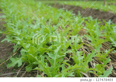 Fresh arugula thrives in Thailand's warm climate 127478403