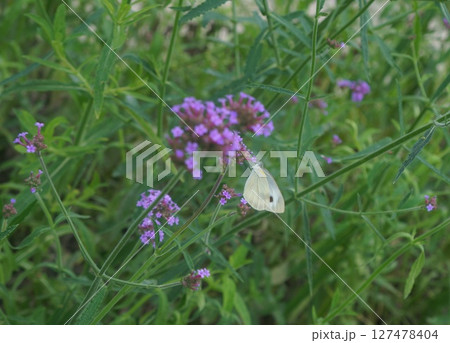 Butterfly perched on colorful flowers in Thailand Butterfly perched on colorful flowers in Thailand 127478404