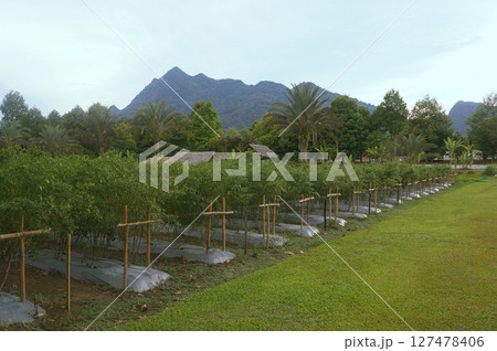 A serene tropical landscape showcases greenery and mountains 127478406