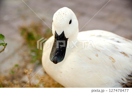 White Domestic Duck Standing on Rough Ground White Domestic Duck Standing on Rough Ground 127478477