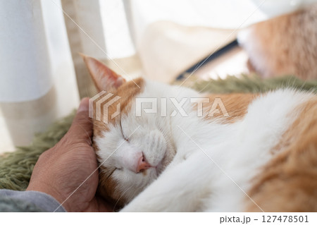 猫を撫でる　茶トラ白 127478501