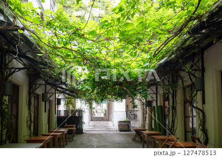 Courtyard cafe with lush green vine canopy in charming old European building Courtyard cafe with lush green vine canopy in charming old European building 127478513