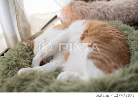 眠る猫 茶トラ白 眠る猫 茶トラ白 127478675