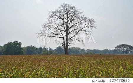 Lone tree stands tall in a vast agricultural field under a clear blue sky Lone tree stands tall in a vast agricultural field under a clear blue sky 127478686