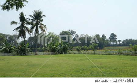 Lush green landscape with coconut trees and farmland in bright daylight 127478691