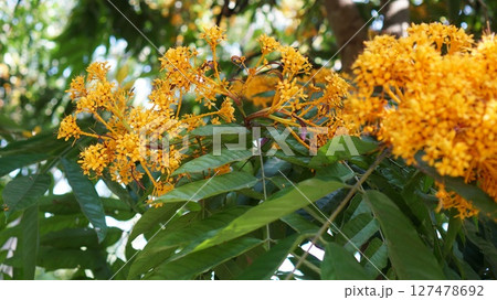 Vibrant yellow flowers bloom among green leaves in a sunny garden 127478692