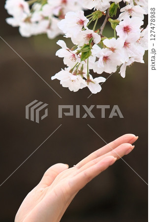 桜に触れる手 桜の花と指先 桜に触れる手 桜の花と指先 127478988
