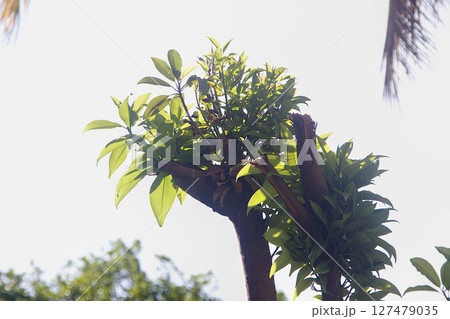 Tender Shoots on Barren Branch Tender Shoots on Barren Branch 127479035