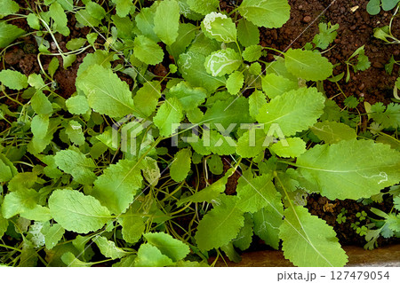 Bright green Leaves of Mustard 127479054