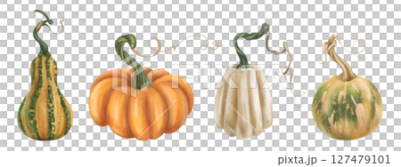Set of autumn harvest of ripe pumpkin. Fresh farm vegetables, healthy organic food, vegetarianism. Garden plants, agriculture, seasonal plants. Nature, agronomy and rural life. Isolated illustration Set of autumn harvest of ripe pumpkin. Fresh farm vegetables, healthy organic food, vegetarianism. Garden plants, agriculture, seasonal plants. Nature, agronomy and rural life. Isolated illustration 127479101