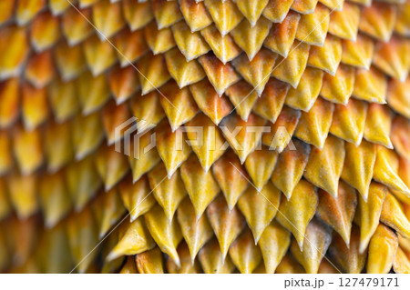 Close-up of the agama's defensive spines Close-up of the agama's defensive spines 127479171