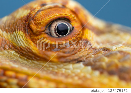 The Piercing Eyes of an Agama Lizard on the blue background 127479172