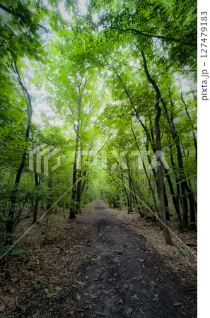 A Beautiful and Lush Green Forest Pathway is Wonderfully Surrounded by Majestic Tall Trees 127479183