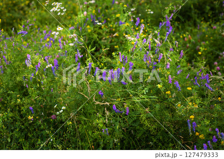 Beautiful multi-colored wildflowers, close-up. Spending time outdoors. Beautiful multi-colored wildflowers, close-up. Spending time outdoors. 127479333