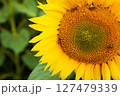 Close-up view of a vibrant yellow sunflower with several bees actively pollinating its pollen-rich disc 127479339