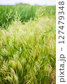 Lush green grass sways gently in the breeze, showcasing the beauty of nature's vibrant textures and colors 127479348