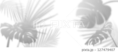 Soft palm shadow overlay on white background 127479407