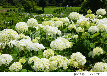 アジサイ公園 127479458