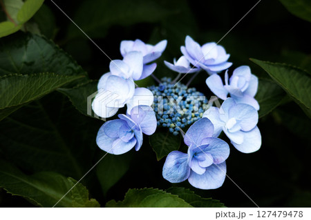 梅雨空に色彩鮮やかに咲き誇るアジサイの花 127479478