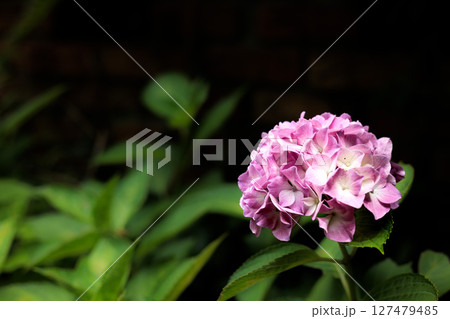梅雨空に色彩鮮やかに咲き誇るアジサイの花 127479485