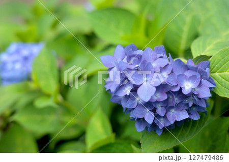 梅雨空に色彩鮮やかに咲き誇るアジサイの花 127479486