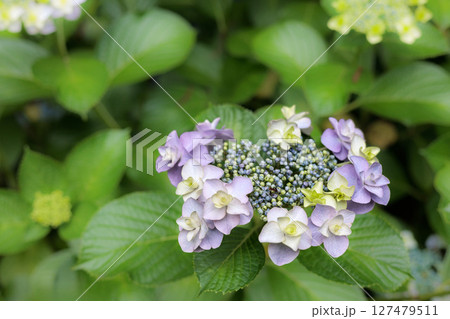 梅雨空に色彩鮮やかに咲き誇るアジサイの花 127479511