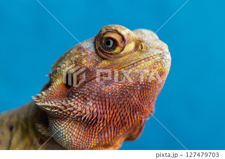 The Piercing Eyes of an Agama Lizard on the blue background The Piercing Eyes of an Agama Lizard on the blue background 127479703