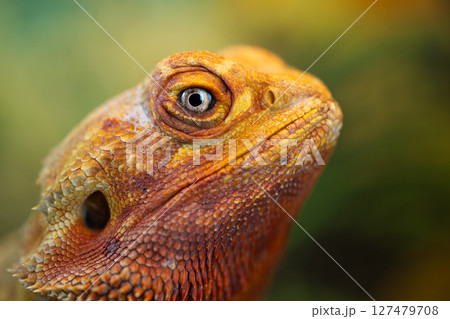 The Piercing Eyes of an Agama Lizard, close-up The Piercing Eyes of an Agama Lizard, close-up 127479708