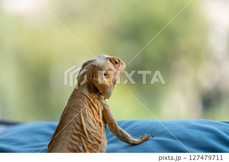 Zen Moment: A Naked Agama Meditates by the Window 127479711
