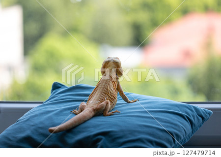 Zen Moment: A Naked Agama Meditates by the Window Zen Moment: A Naked Agama Meditates by the Window 127479714